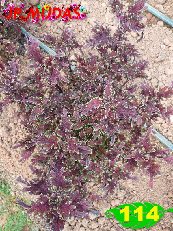Coleus 114