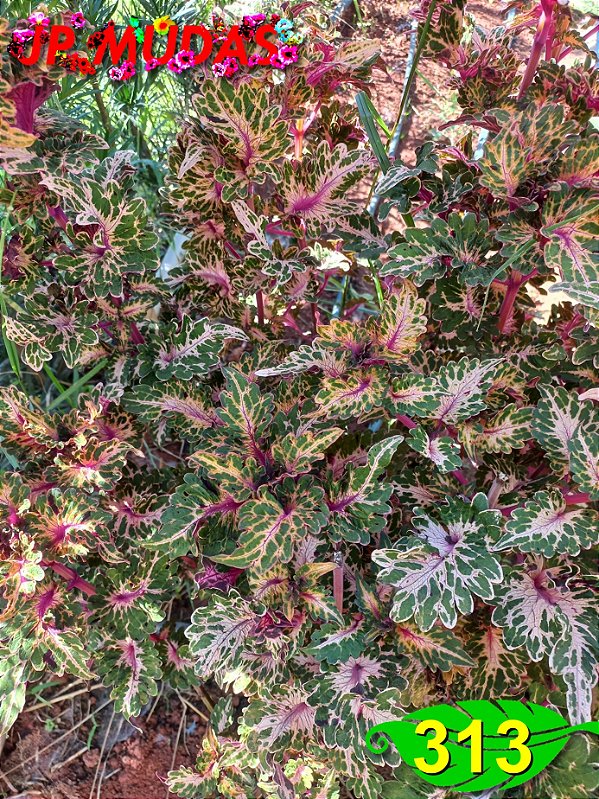 Coleus 313