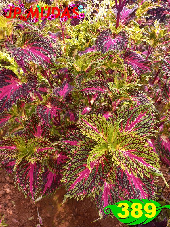Coleus 389