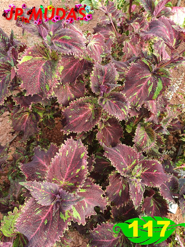Coleus 117