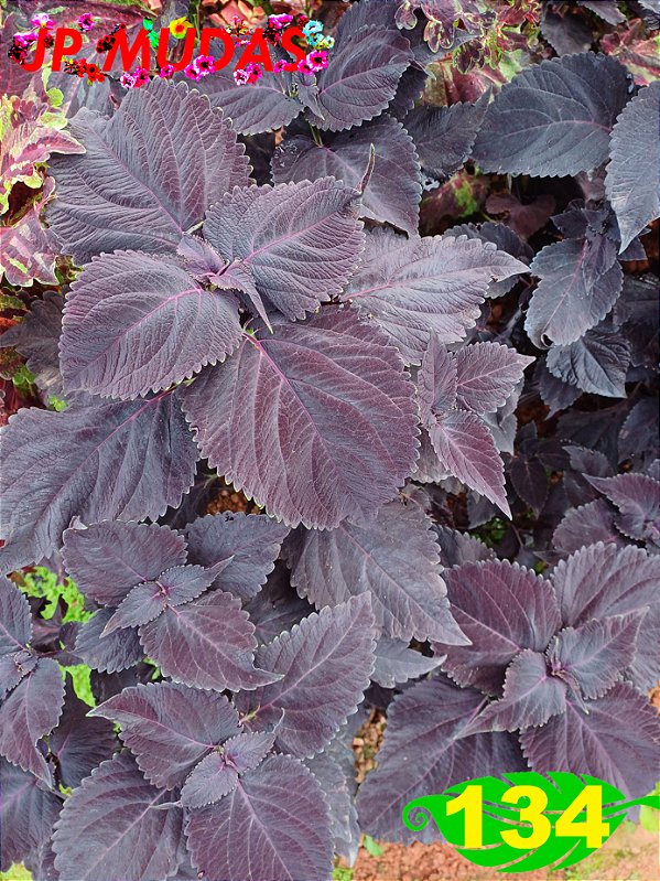 Coleus 134