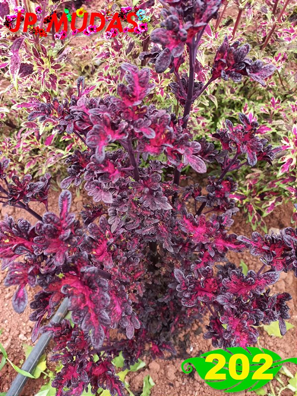 Coleus 202