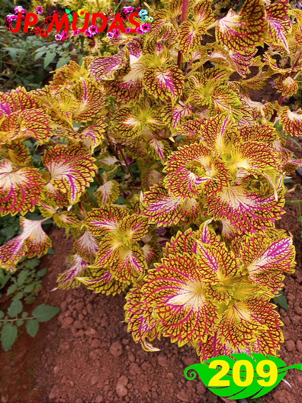 coleus 209