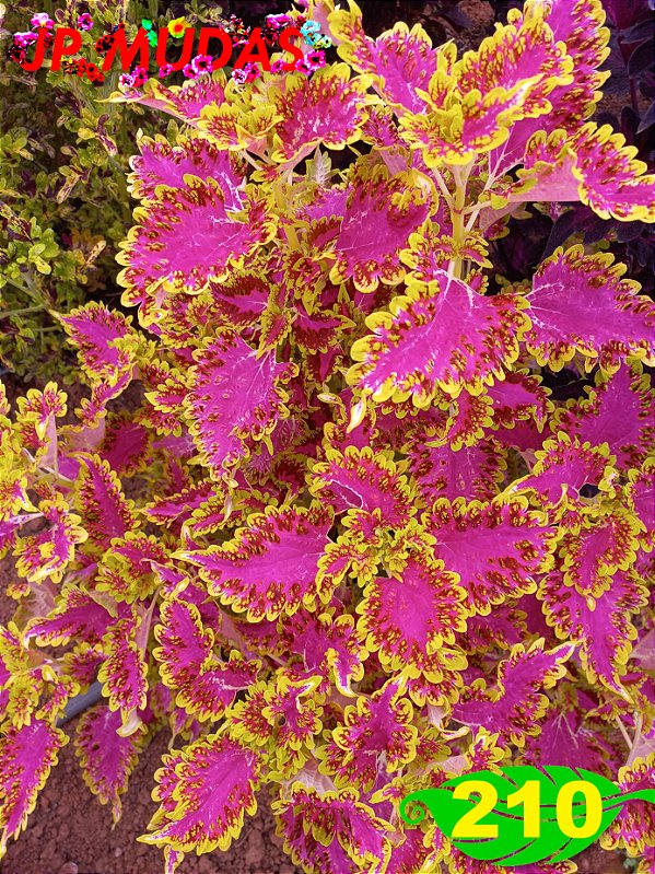 coleus 210