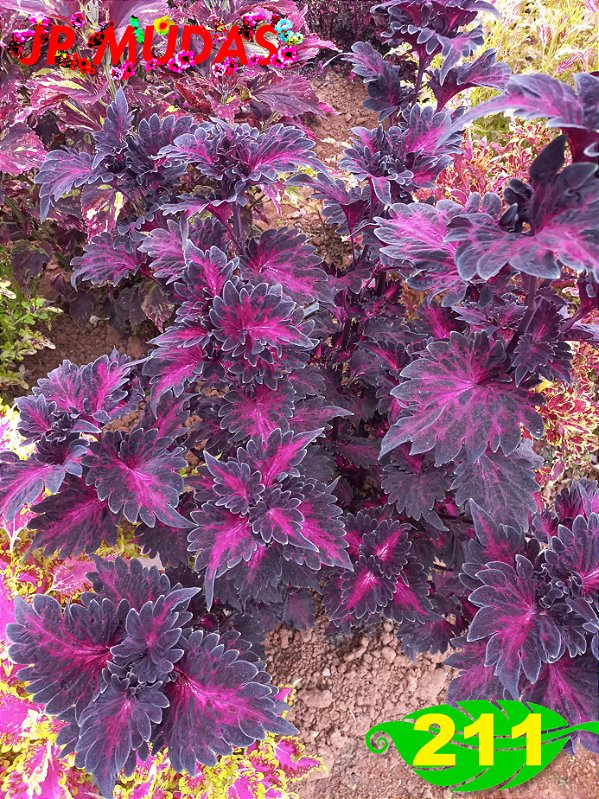 coleus 211