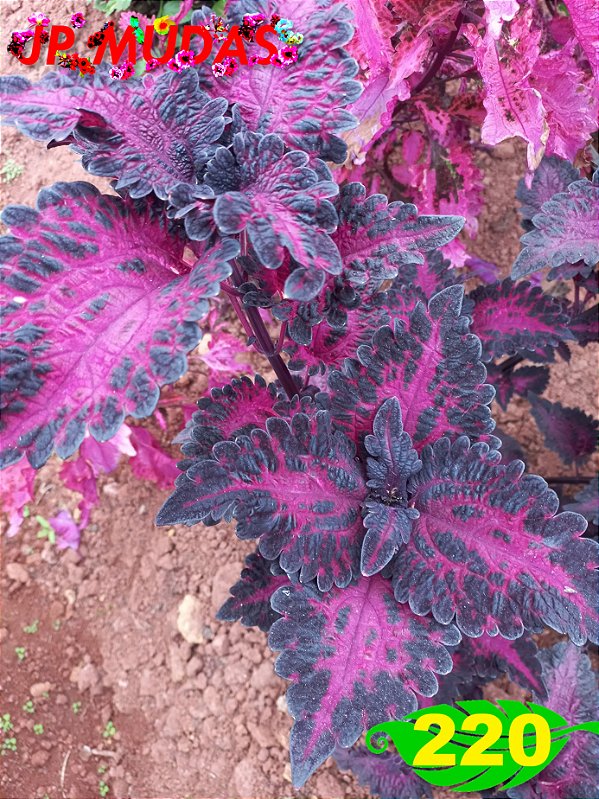 Coleus 220