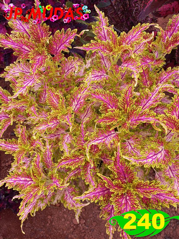 Coleus 240