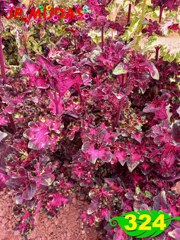 Coleus 324