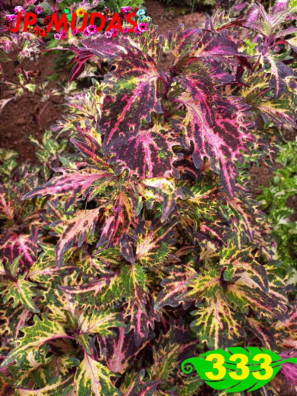 Coleus 333
