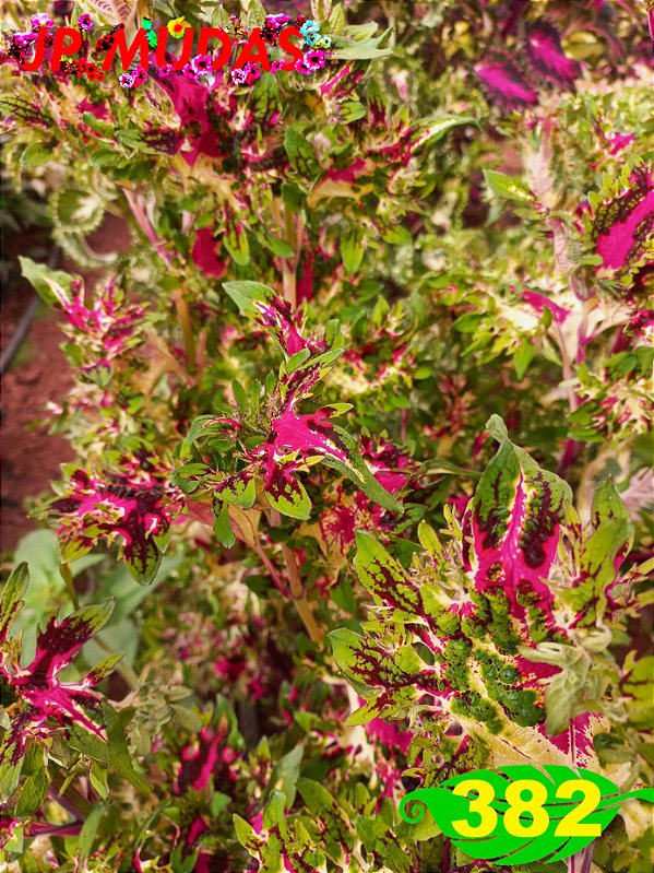 Coleus 382