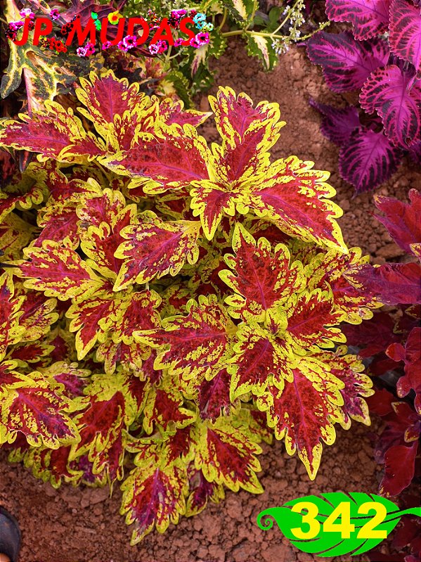Coleus 342