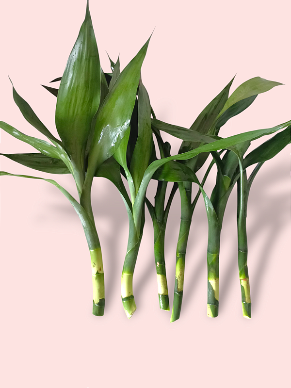 kit bambu da sorte com 6 verde