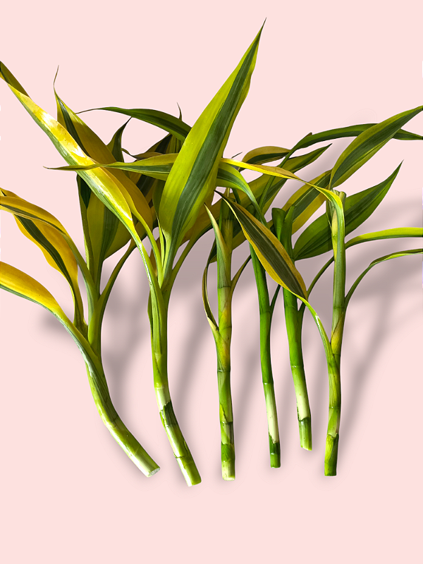 kit bambu da sorte com 6 verde e amarelo