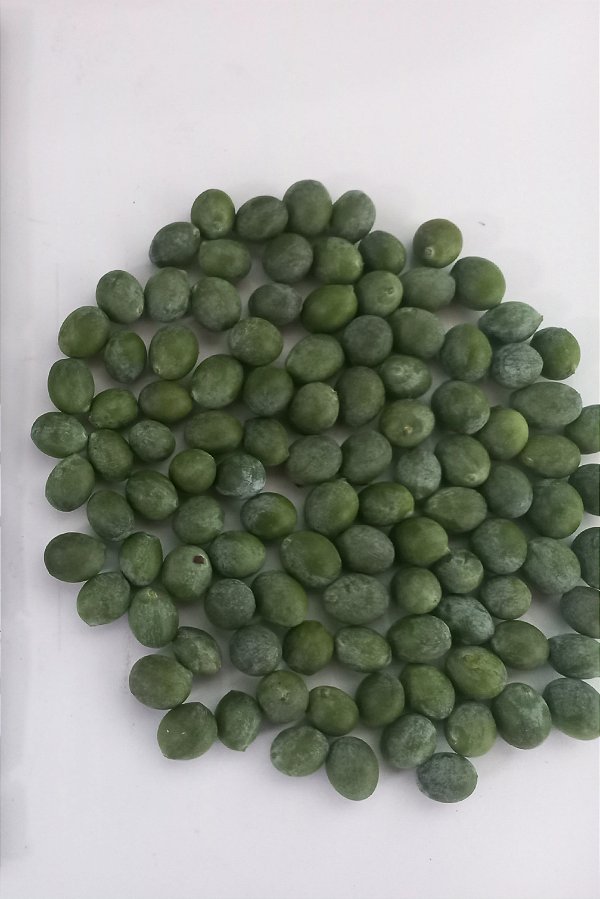 kit sementes de podocarpo com 150 unidades