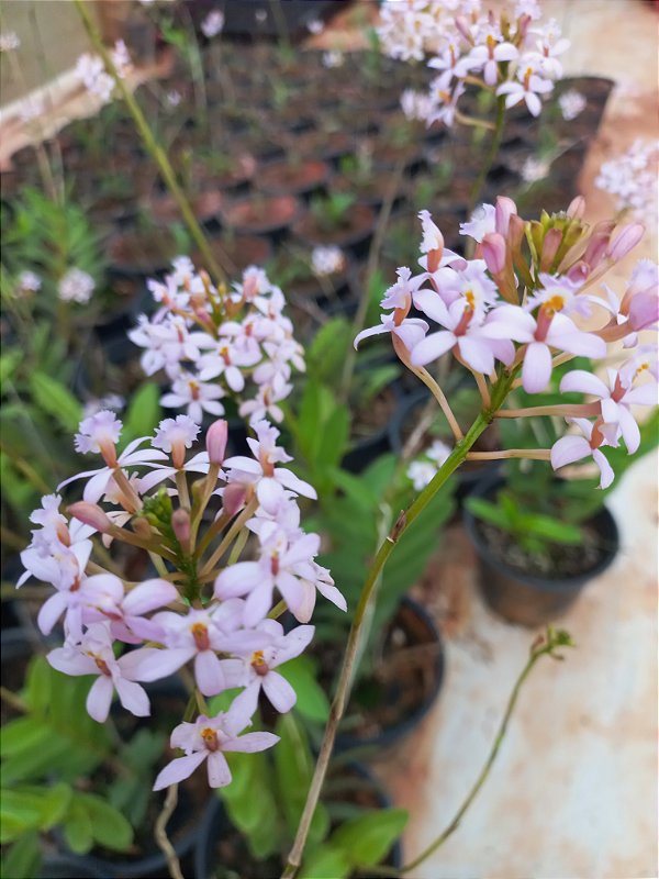 Orquídea epidendrum lilás claro E7