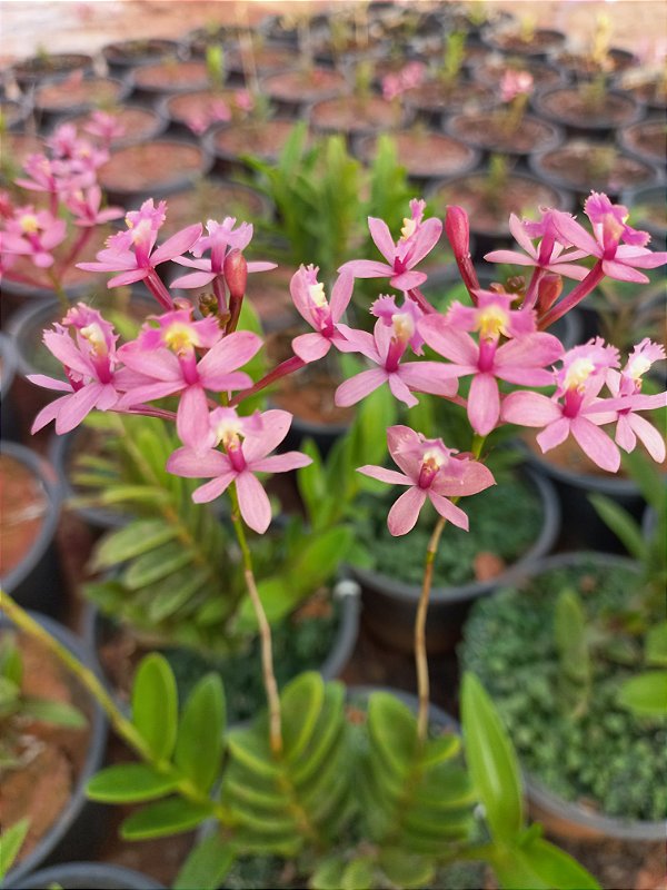 Orquídea epidendrum salmão E6