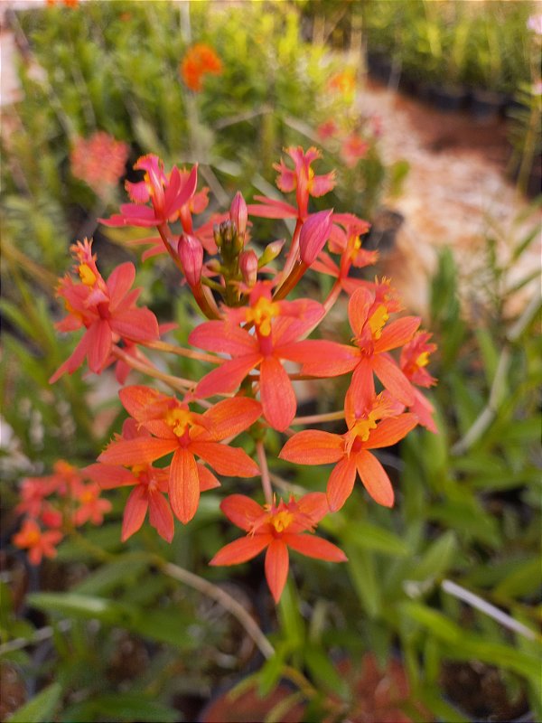 Orquídea epidendrum laranja E8