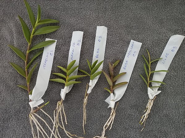 Kit  cake epidendrun com 5 mudas 1 de cada