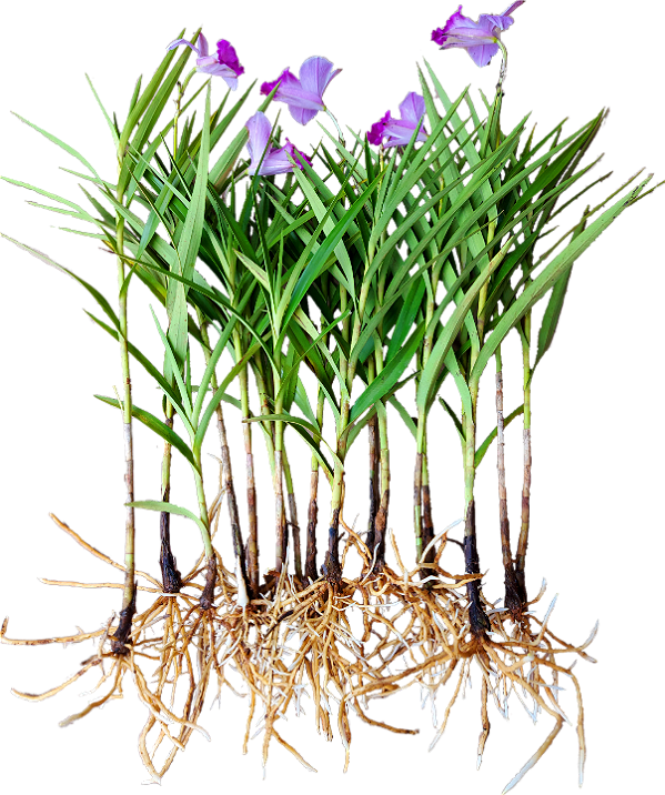 Kit orquidea aroundina com 10