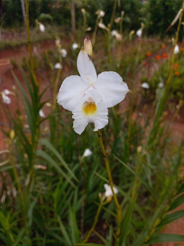 Kit orquidea aroundina branca com 5