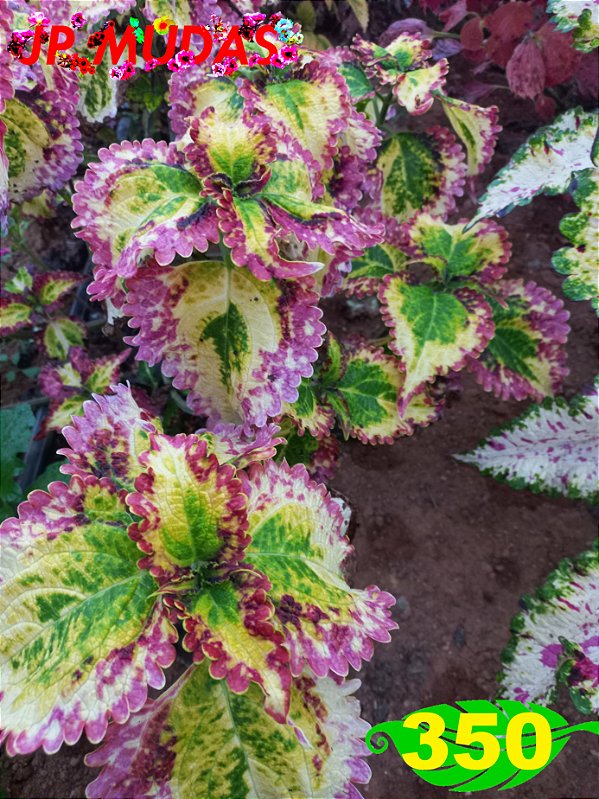 Coleus 350