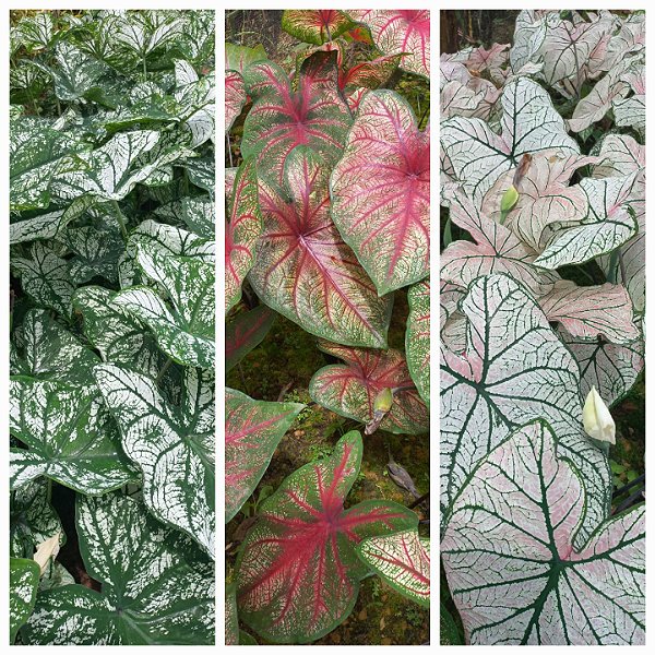 Kit caladium