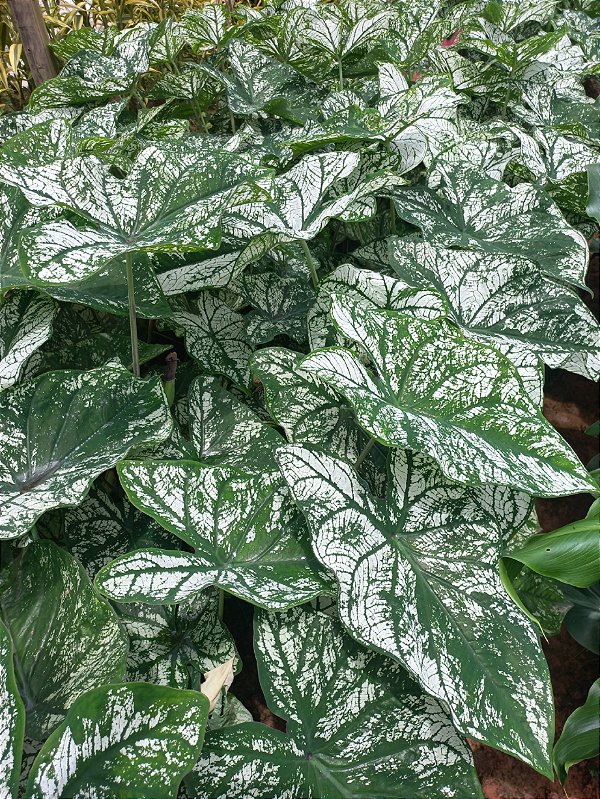 Kit caladium C3 com 5 unidades