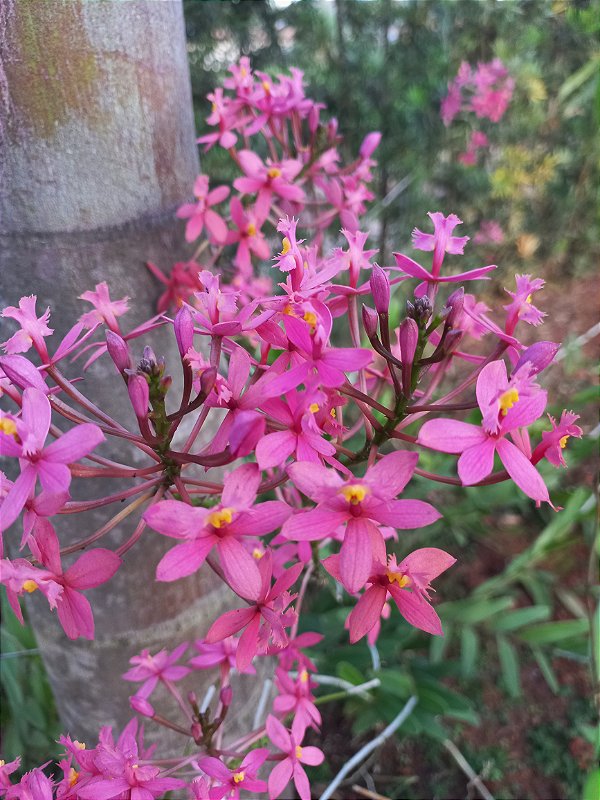 Orquídea epidendrum E9