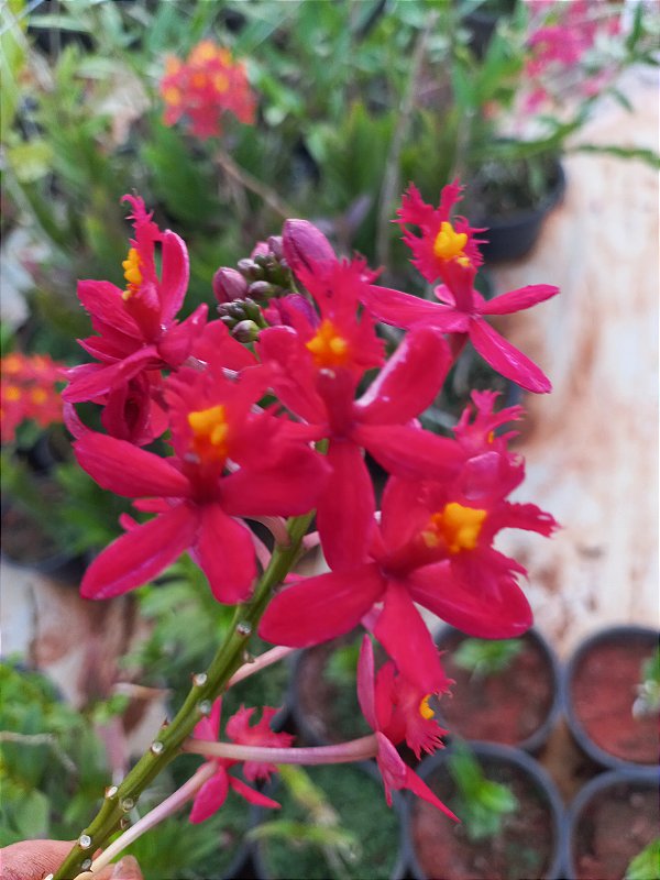 Orquídea epidendrum E15