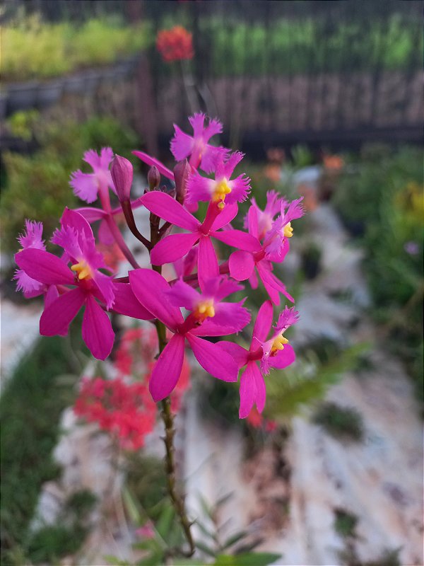 Orquídea epidendrum E24