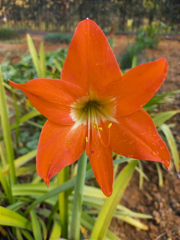 Amarilis laranja kit com 10 bulbos pequenos