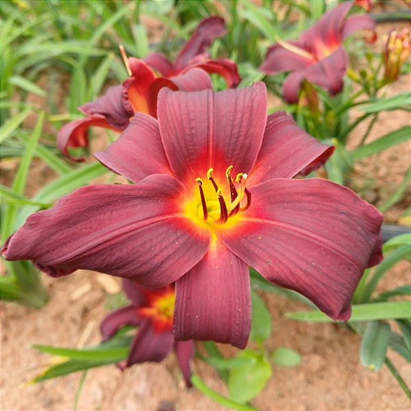 Lírio são José L4