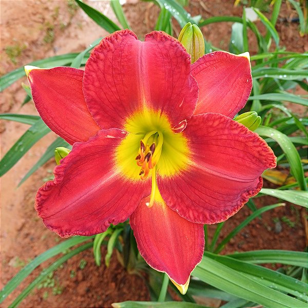 Lírio são José L54