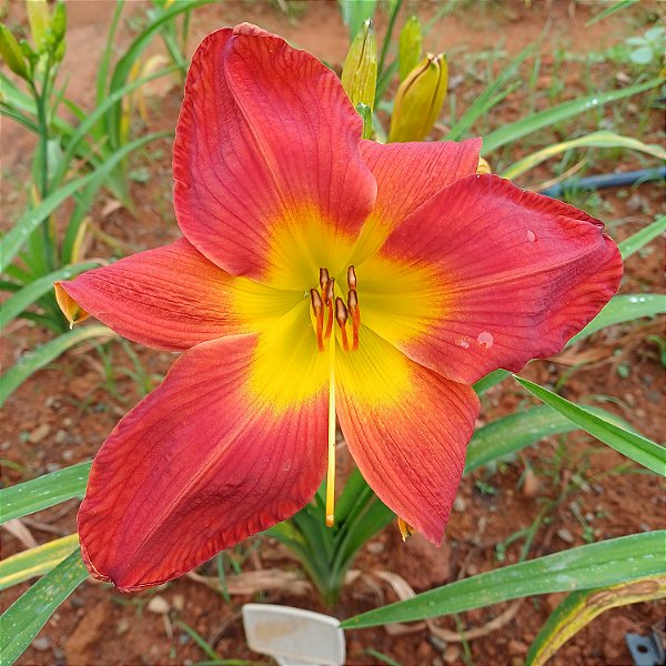 Lírio são José L63