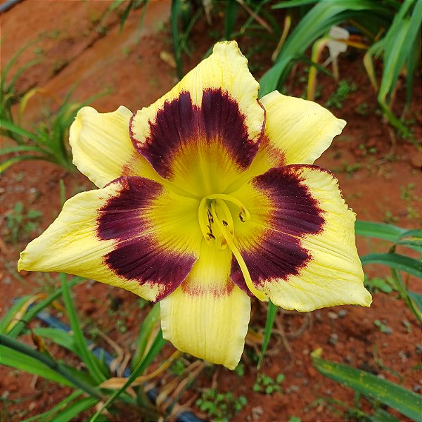 Lírio são José L64