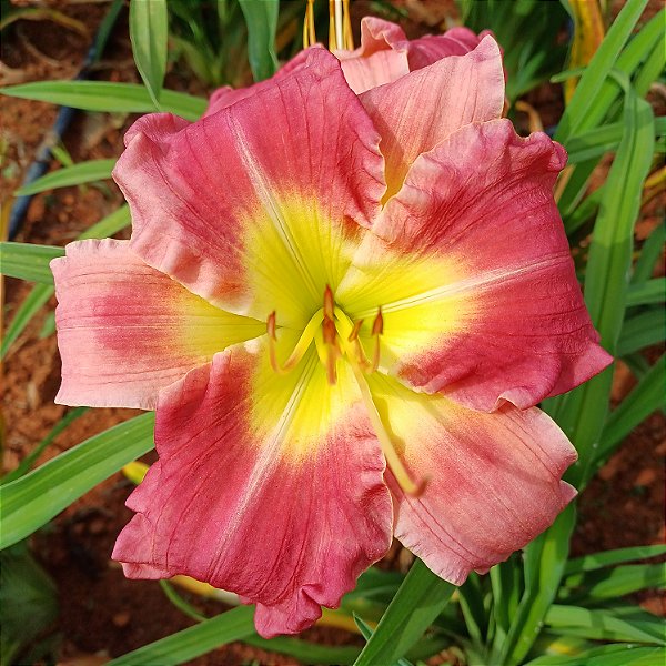 Lírio são José L71