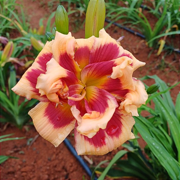 Lírio são José L72