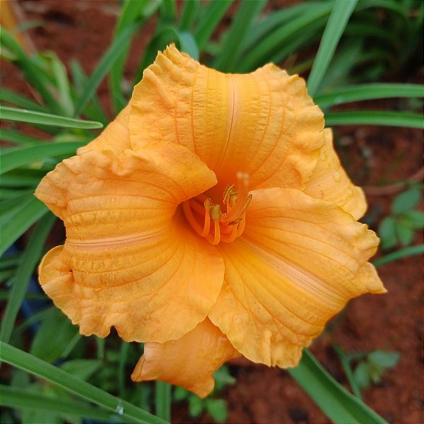 Lírio são José L73