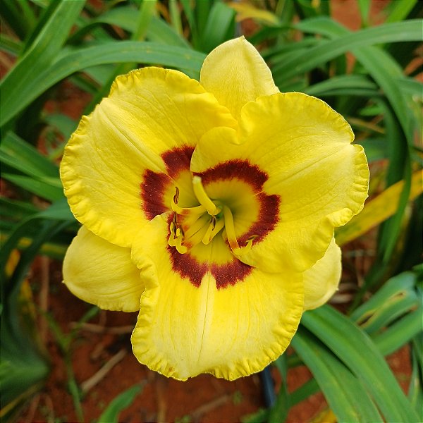 Lírio são José L74