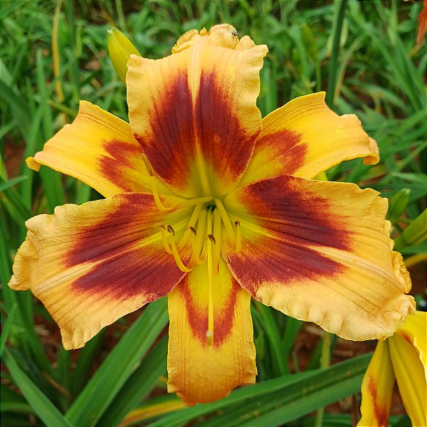 Lírio são José L82