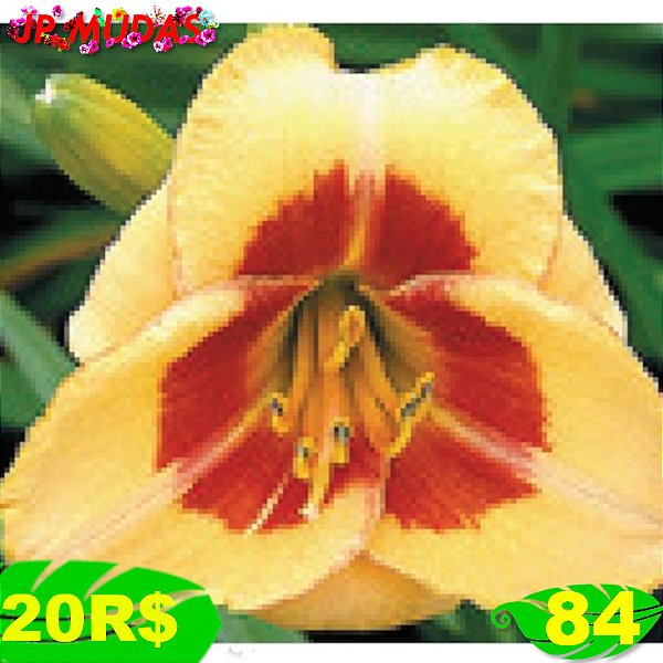 Lírio são José L84