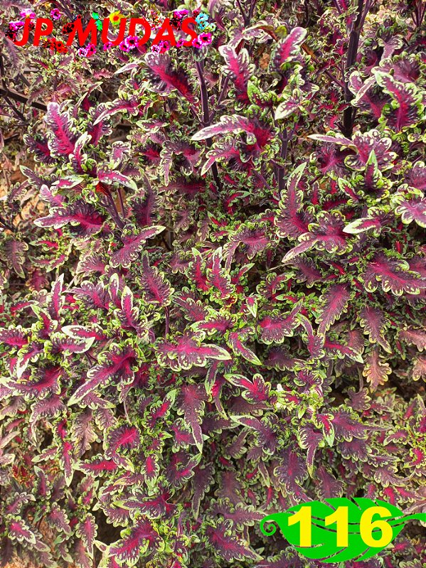Coleus 116