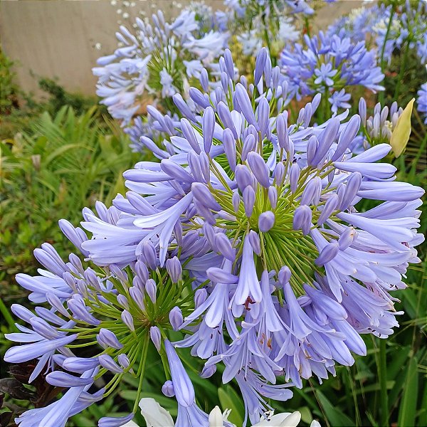 agapanto lilas