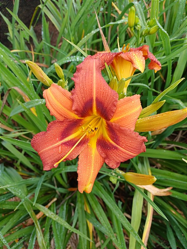 Hemerocallis Hibrido 1001