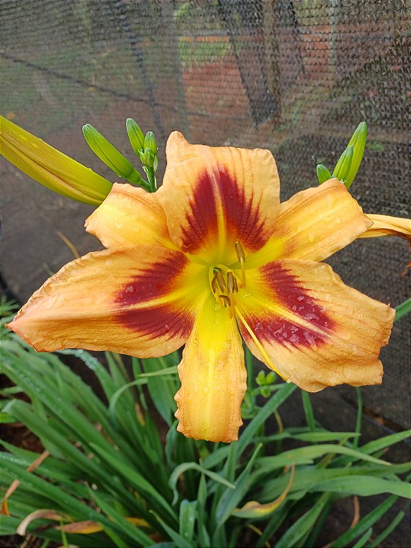 Hemerocallis Hibrido 1004