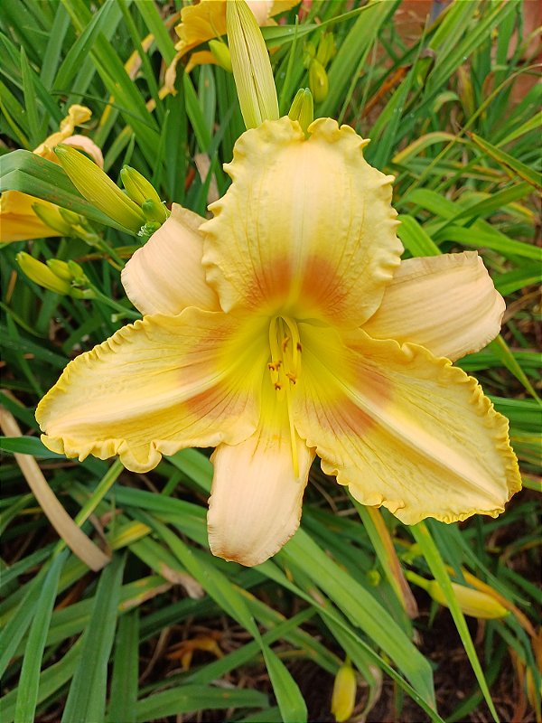 Hemerocallis Hibrido 1009