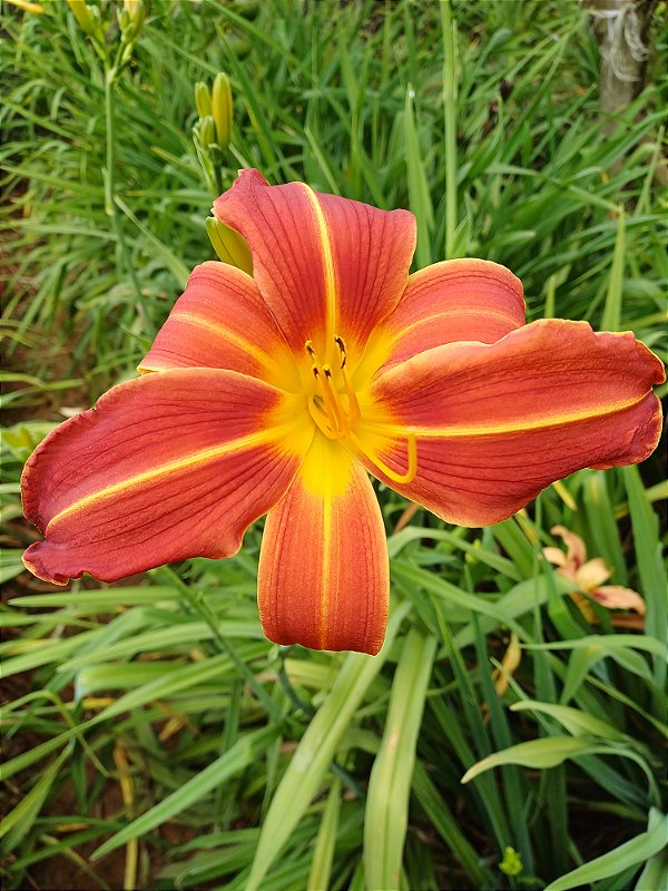 Hemerocallis Hibrido 1010