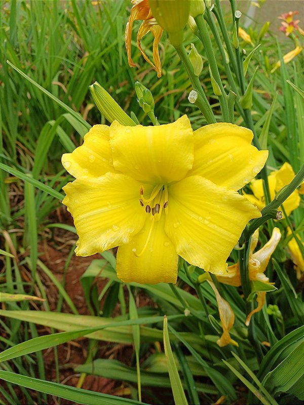 Hemerocallis Hibrido 1017