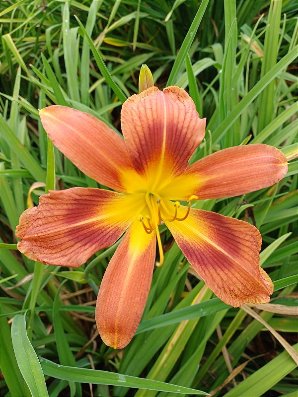 Hemerocallis Hibrido 1021
