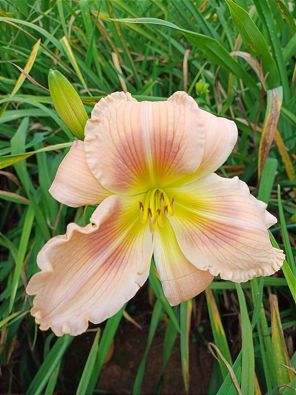Hemerocallis Hibrido 1022
